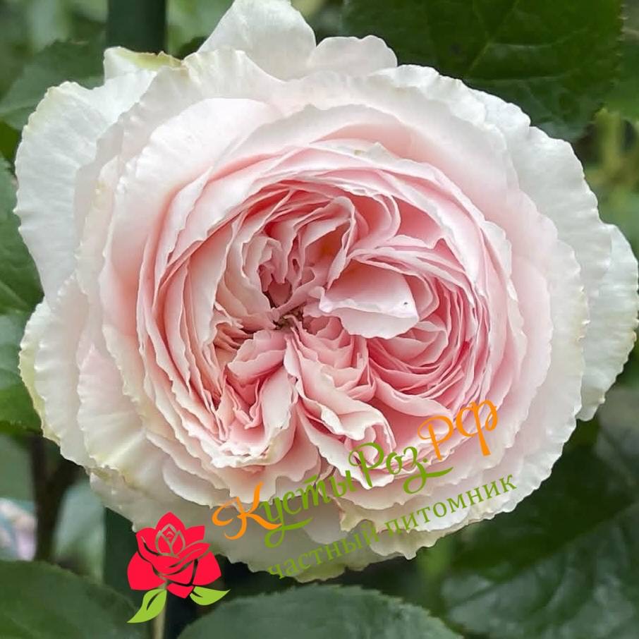 Хиори (Hiyori) в Перьми