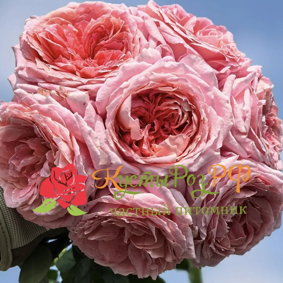 Анна-Софи Пик (Anne-Sophie Pic) в Перьми