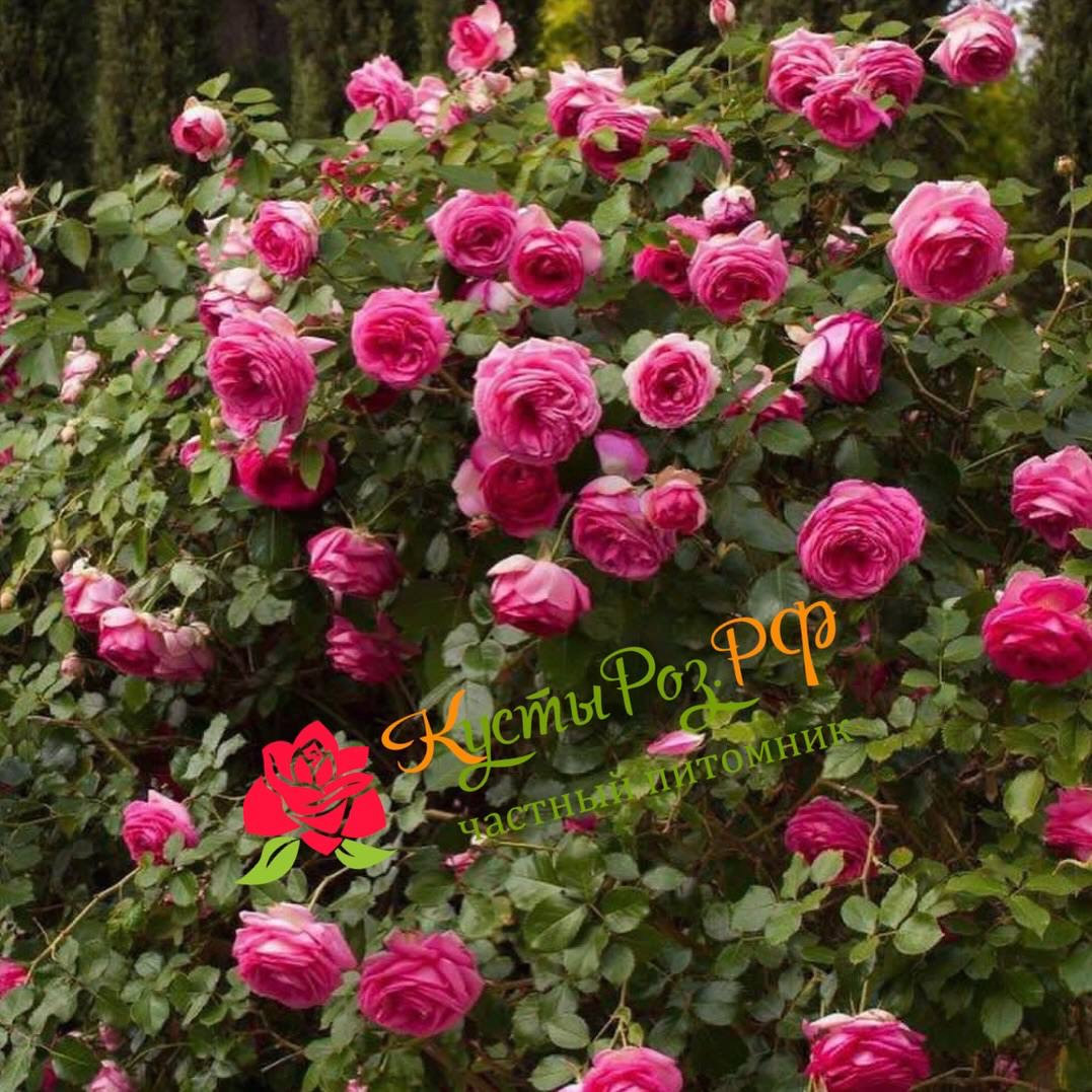 Цикламен Пьер де Ронсар (Cyclamen Pierre de Ronsard) в Перьми