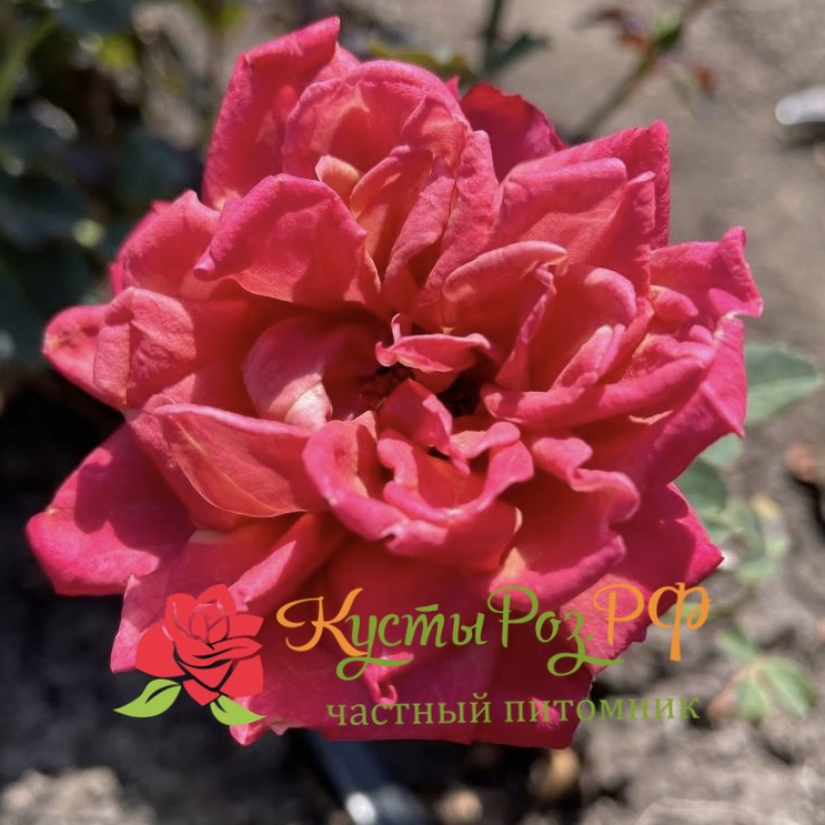 Ча-Ча (Cha-Cha) в Перьми