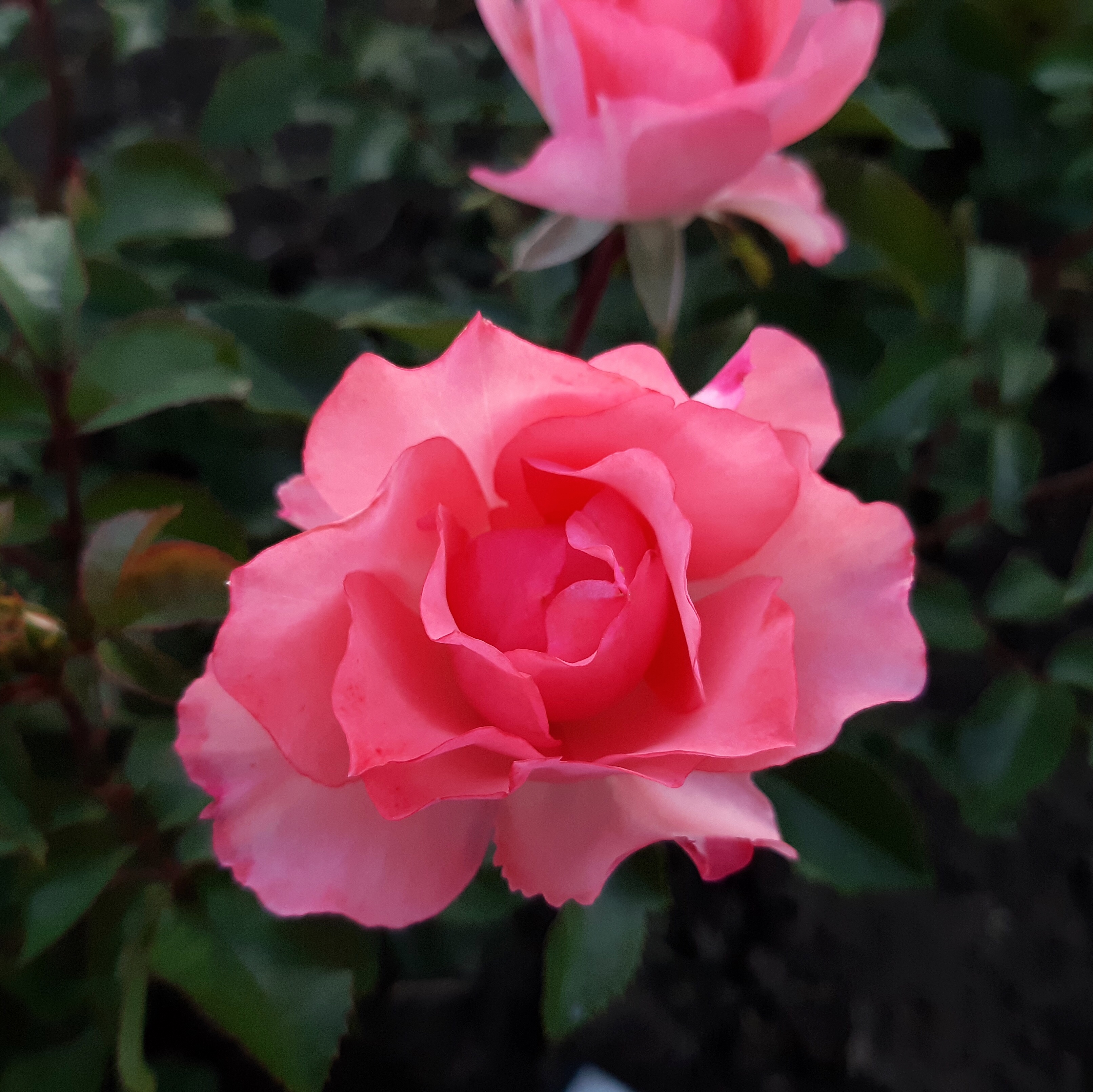 Сады Франции  (Jardins de France) в Перьми