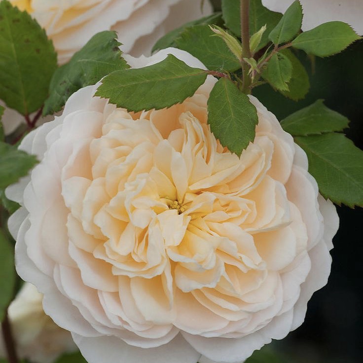 Крокус роуз (Crocus Rose) в Перьми