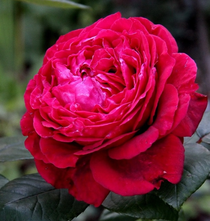 Ля Роз де Кватрэ Вен  ( Rose des 4 Vents) в Перьми
