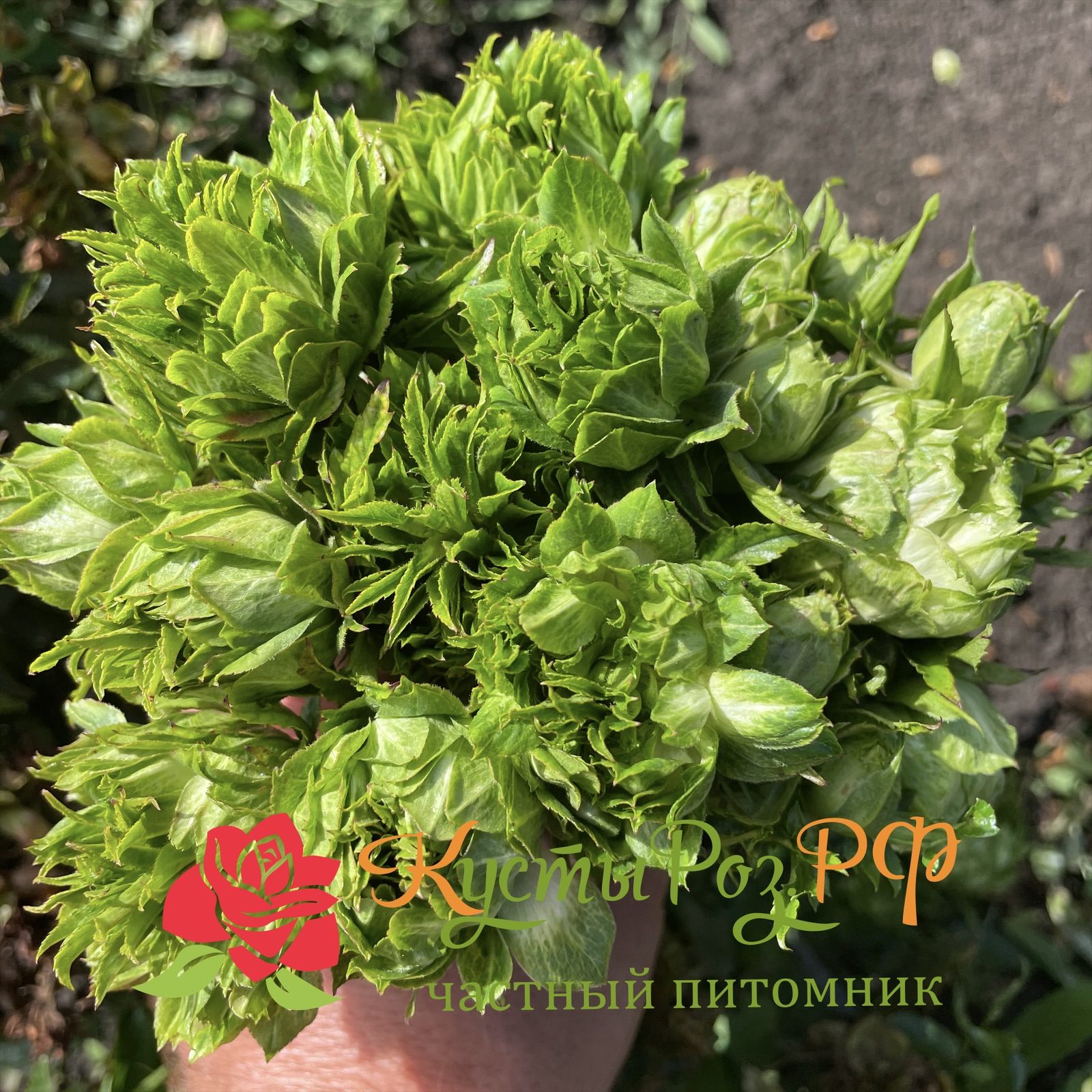 Мидори в Перьми