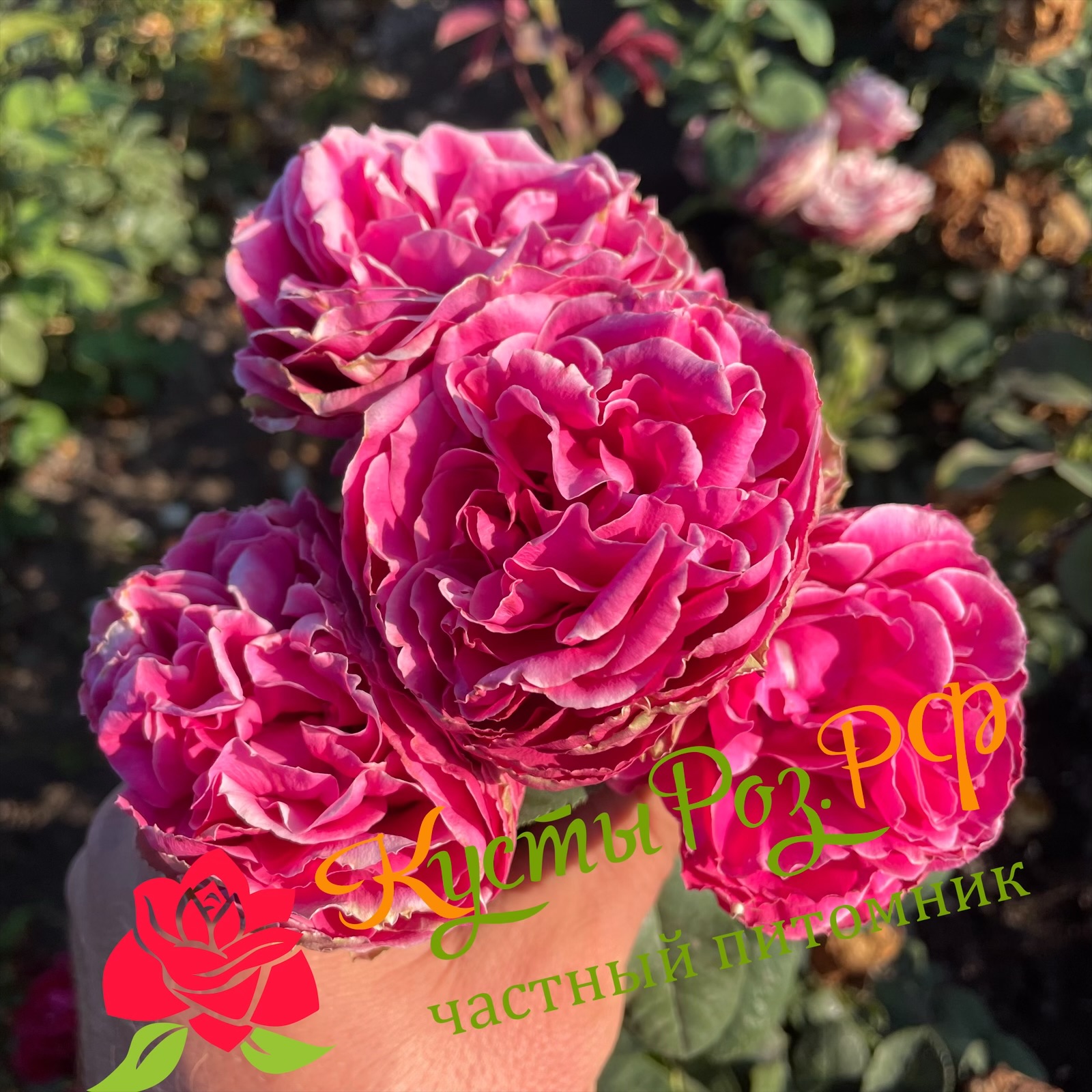 Хот Пинк Лейс (Hot Pink Lace) в Перьми