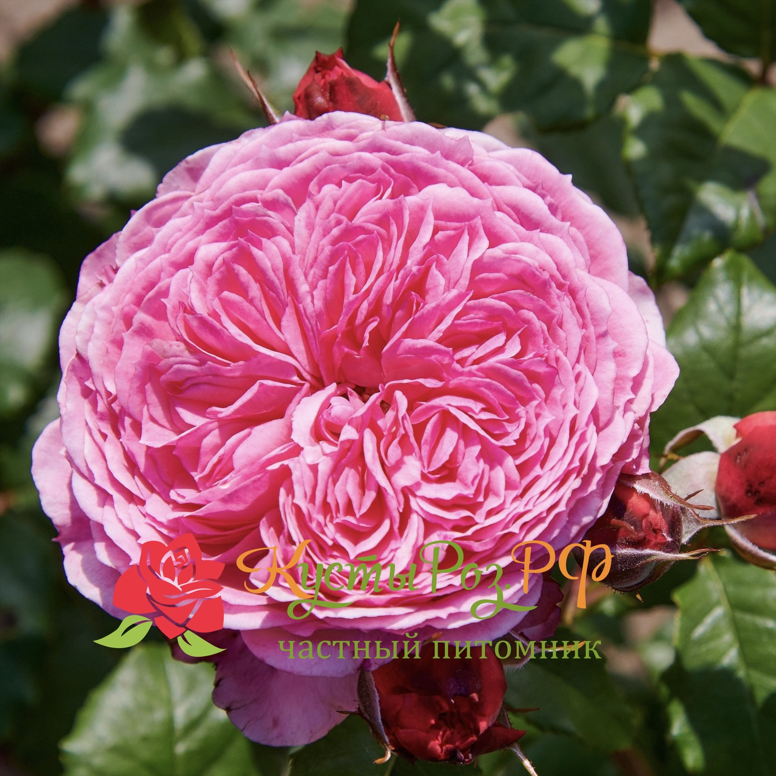 Тео Клеверс (Theo Clevers) в Перьми