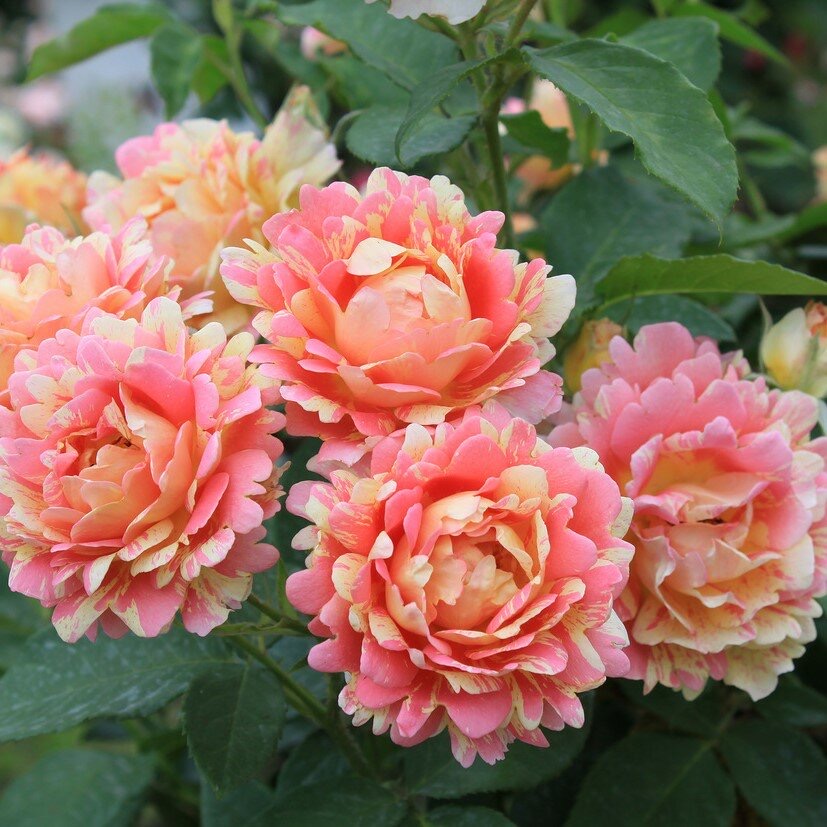 Роуз де цистерсьен (Rose des Cisterciens) в Перьми