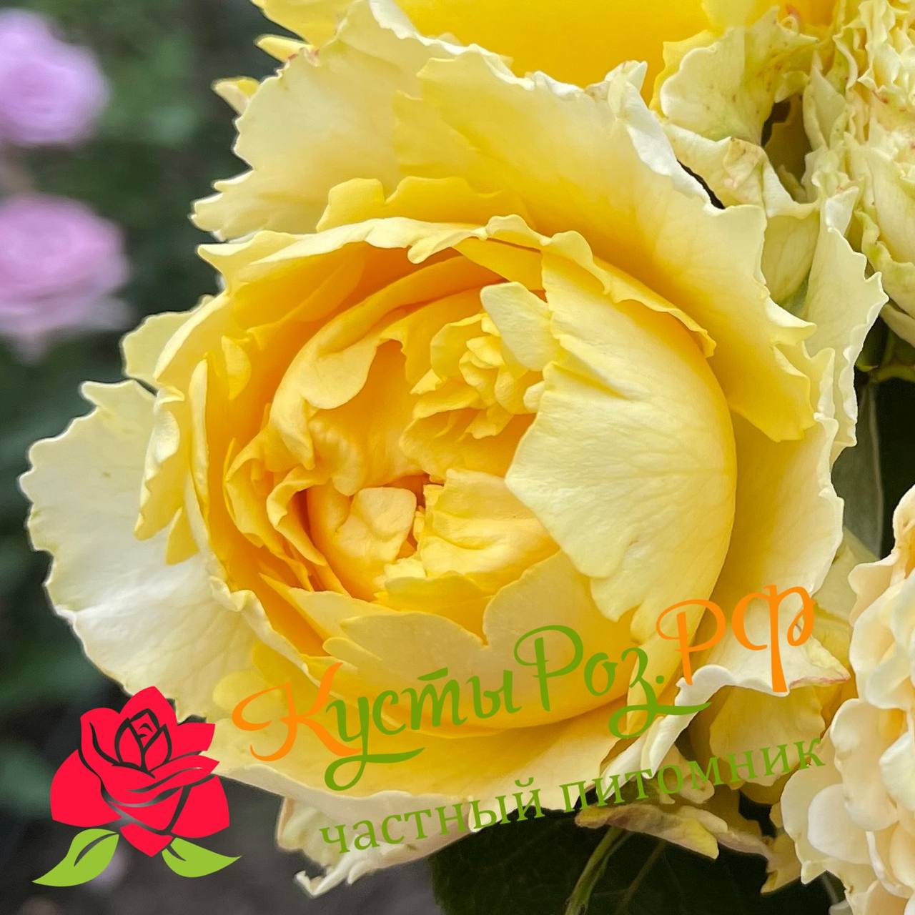 Каралуна Голд (Caraluna Gold) в Перьми