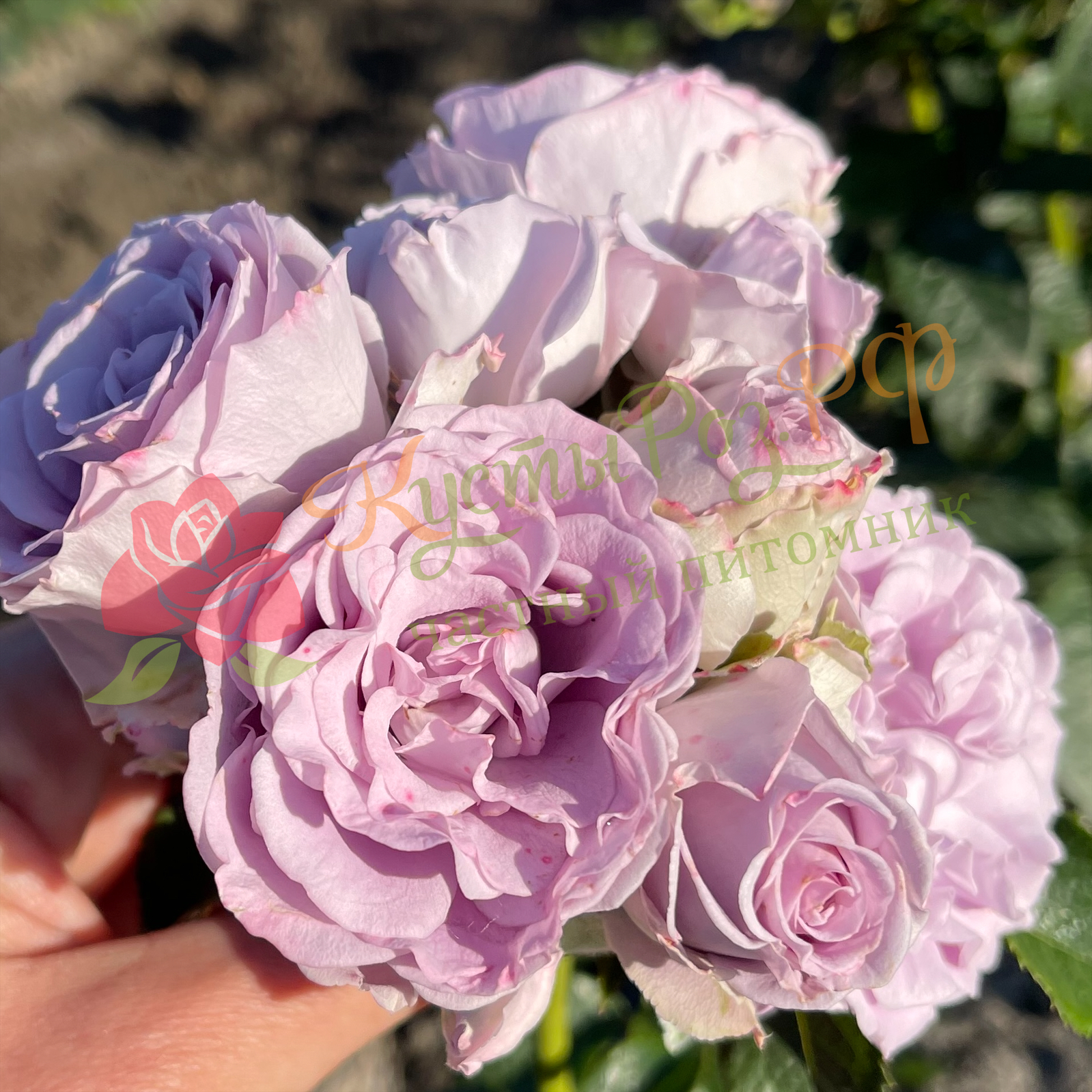 Лавендер Букет (Lavender Bouquet) в Перьми