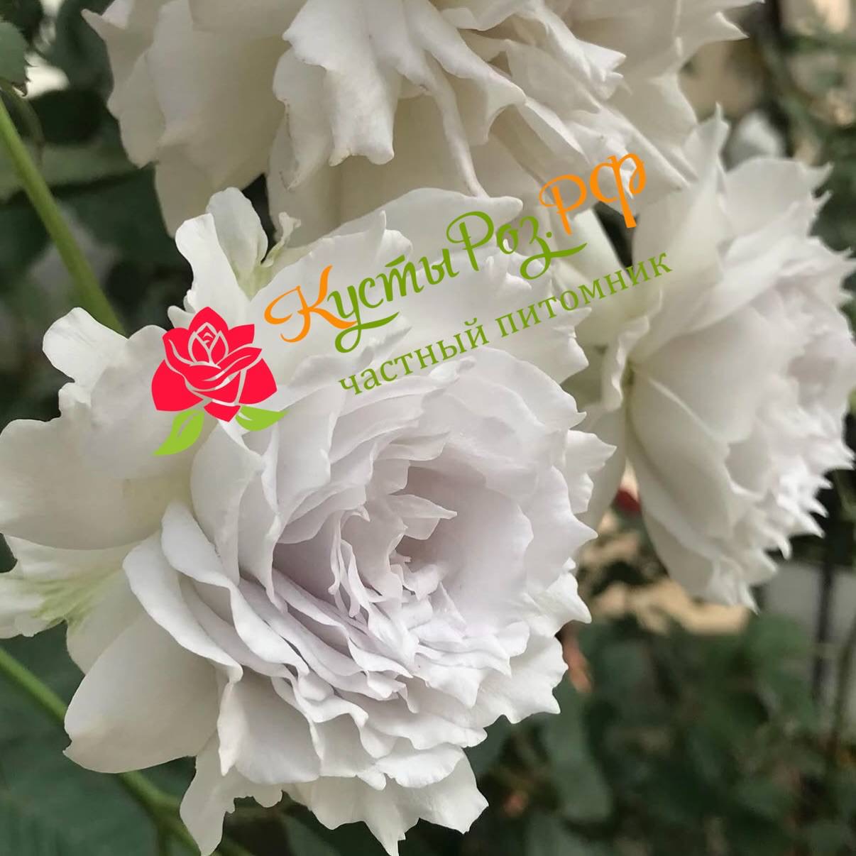 Габриэль (Gabriel) в Перьми