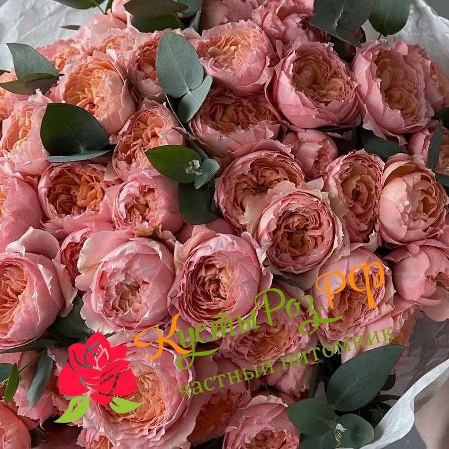 Джульетта спрей (Juliette Spray) в Перьми