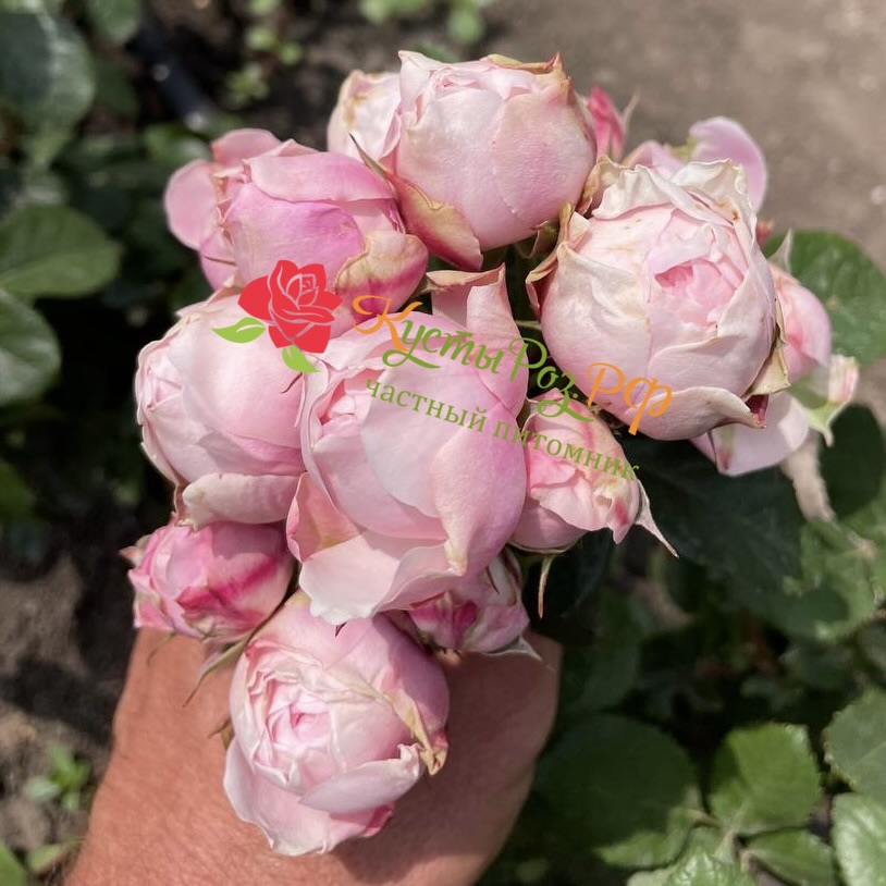 Сильва Пинк (SILVA PINK) в Перьми